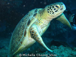 green turtle eager to maintain his space away from divers... by Michelle Choong_khoo 